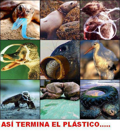 avril-plastico.jpg