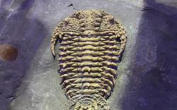 Museo trilobites 2
