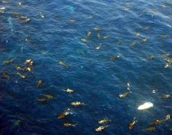 whale-shark-swarm-yucatan-peninsula-aerial-close.jpg