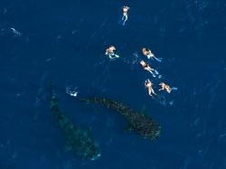 whale-shark-swarm-yucatan-peninsula-snorkelers.jpg