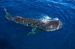 whale-shark-swarm-yucatan-peninsula.jpg